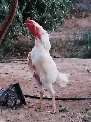 Chickens4