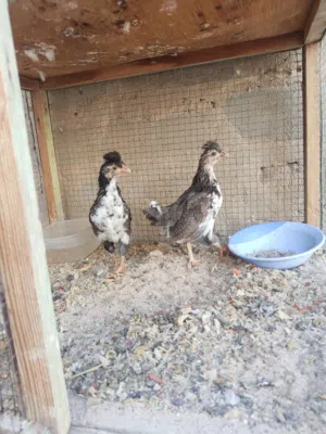 دجاج كويتي مال بيت