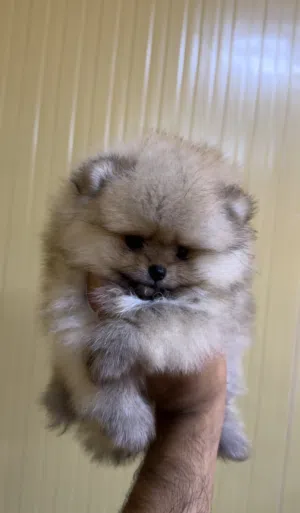 Very Strong Girl Pom From Russia