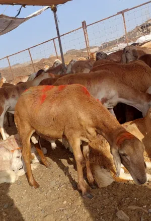 غنم مربى للاضاحي نعيمي سواكني وبربري وتيوس