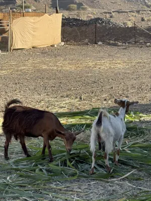 أغنام للبيع