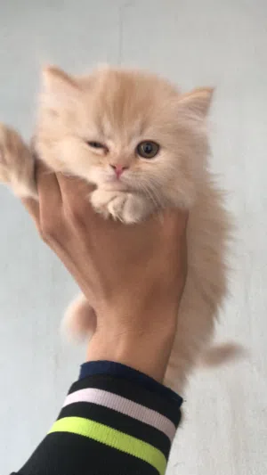 قطه هملايا دبدوبه متطعمه ومتعوده عاللتر بوكس50يوم لونج هير صحه فل اللهم بارك