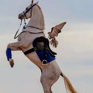 يوسف 