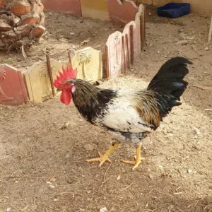 ALi 