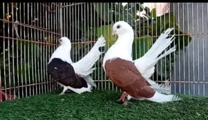 السلام عليكم ورحمة الله وبركاته للبيع حمام تانجو أزواج وفرديات