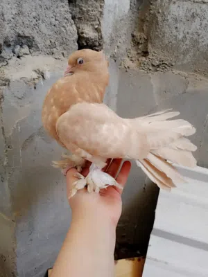 متاح زوج عرايس مخاليف