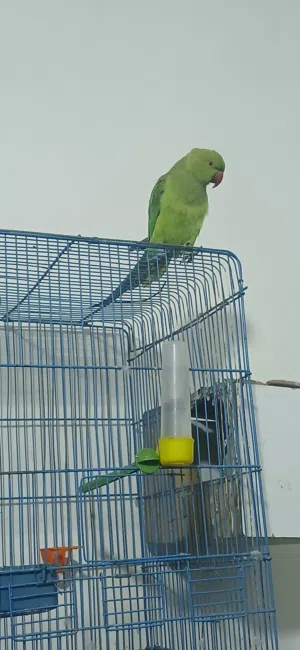 ببغاء الدره عمره سنه وكم شهر تقريبا