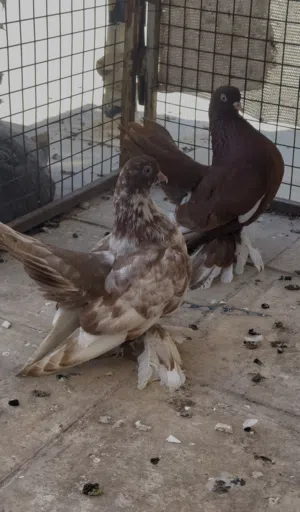 حمام رستوف ذكر و انثى