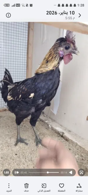 للبيع ديك حبحب حساوي ماكنتش مستوى قوي موجد صور اساس