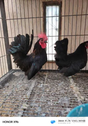 زوز كوبيات دجاج كينى