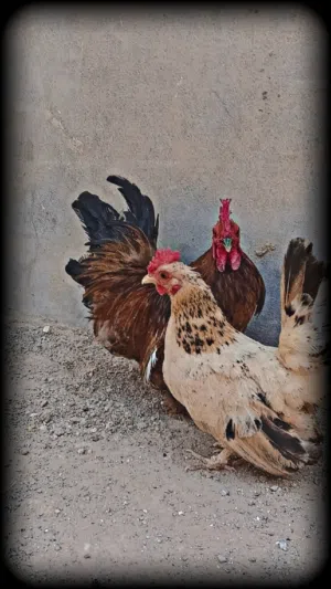 كوبية كيني