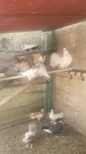 حمام رقاص قلاب للبيع 6 ازواج