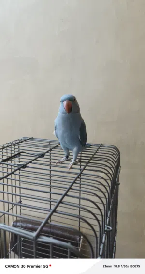 ببغاء دره ازرق
