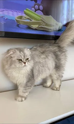 قطط شيرازي للبيع تركيا اجمل قطط في تركيا