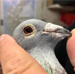 حمام زاجل خمسه طيور