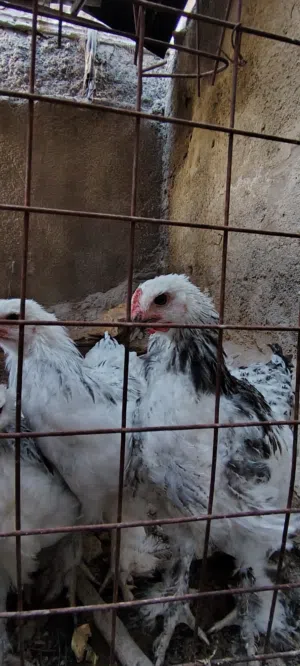 براهمة 4 حبات