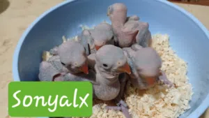 دره هندى تأكيل يدوى