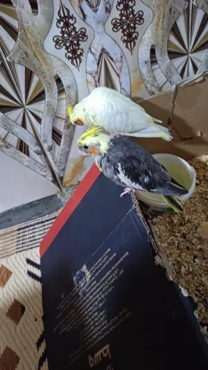 افراخ كوكتيل