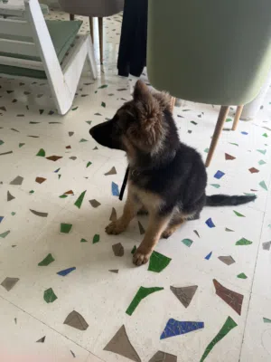 German shepherd pure breed female
