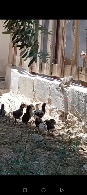 دجاجه مع صيصانها