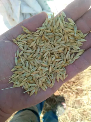 ‏طعام حيوانات ‏.‏ مواشي‏1