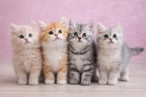 أجمل مستويات القطط