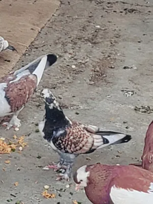فردين حمام عربي
