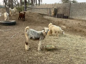 اغنام من حلال الرحبي الأصل صنف جميل ومميز