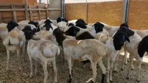 للبيـــع أغنام صوماليات