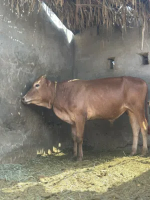 ثيران عمانيات لبيع