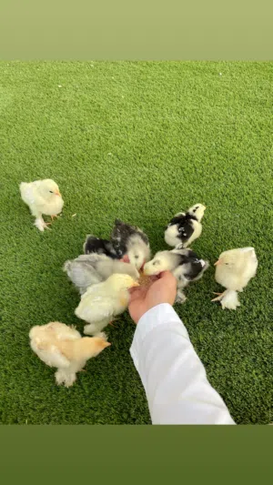 Brahma chicks  صيصان براهما