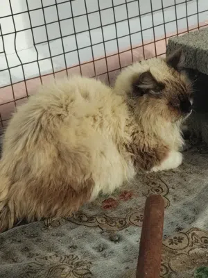 قط  ذكر أليف جدا من نوع  هملايا