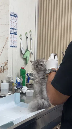 قطه شيرازيه