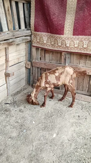 صخله باكستانيه من نوع الفواخر