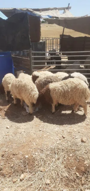 سع خرفان +3عبر
