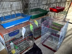 اقفاص طيور بسعر حرق