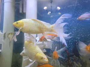 4 سمكات من نوع سمك الكوي (Koi Fish) 2 بيضاء اللون و 2 صفراء اللون
