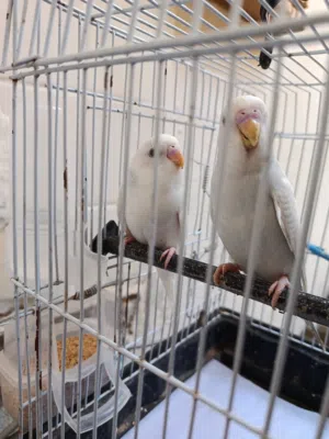 طيور للبيع