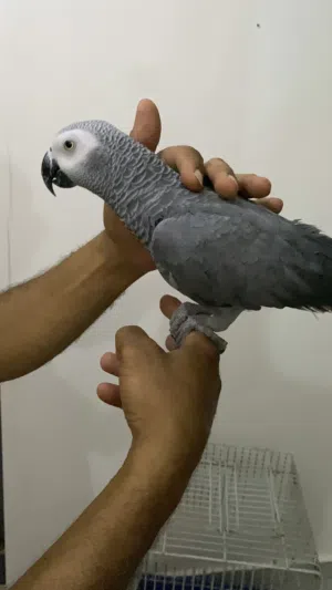 ببغاء زنجباري