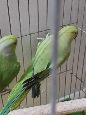 جوز ببغاء دره للبدل