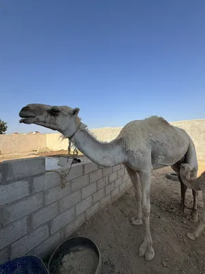 ‏جمال‏0