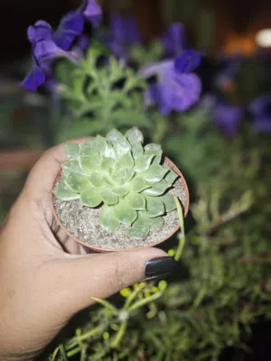 succulents varieties