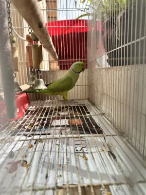 Green ring neck parrot - 3 years