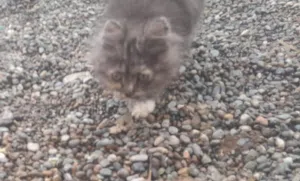 قطط لبيع ما يعضن اليفات قابل لتفوض