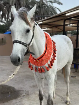 صدرية الخيل ( اكسسوارات الخيل)