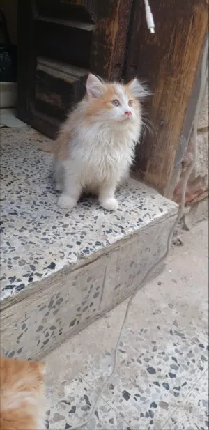 حيوانات للبي..