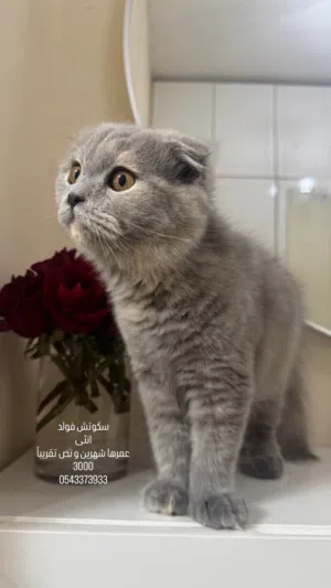 قط سكوتش فولد