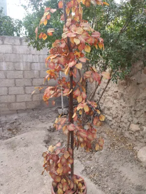 شجرة زينه منظر للغرف و المكاتب للبيع