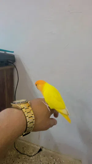 انتيه اورنج لفه تامه مروضه