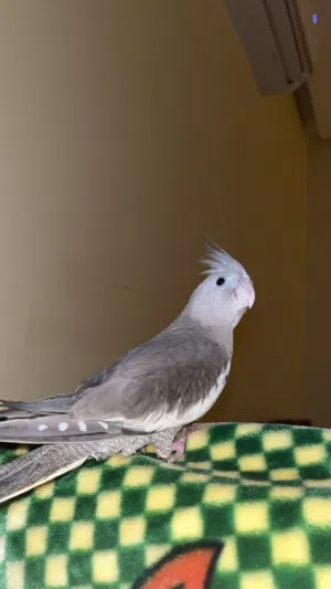 كوكتيل نفية عمرها 4اشهر ونص